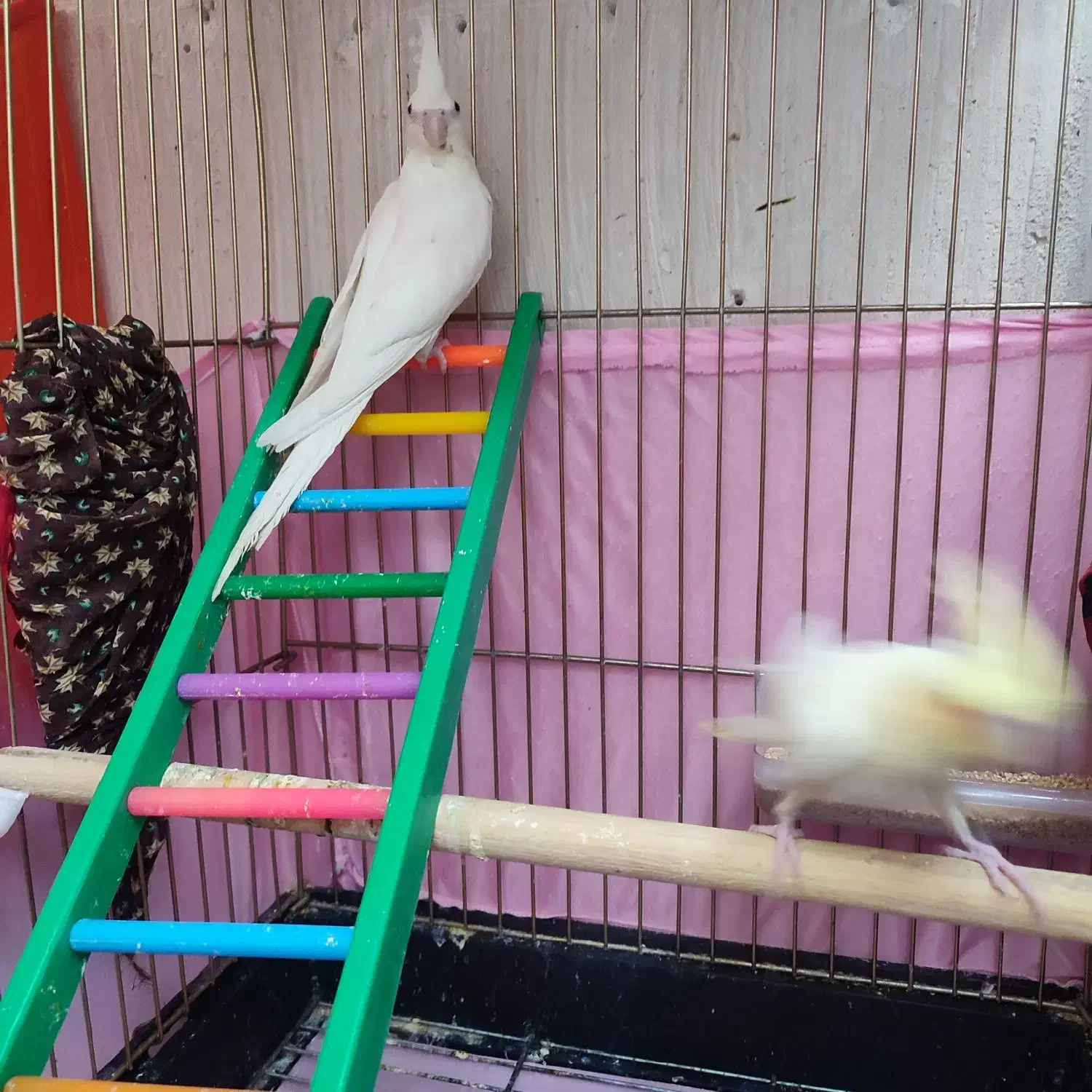 عروس هلندی البینیو و لوتینو|پرنده|سقز, |دیوار