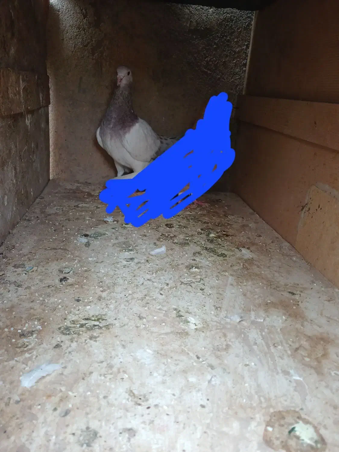 یک عدد هفرنگ نر|پرنده|دشتابی, |دیوار