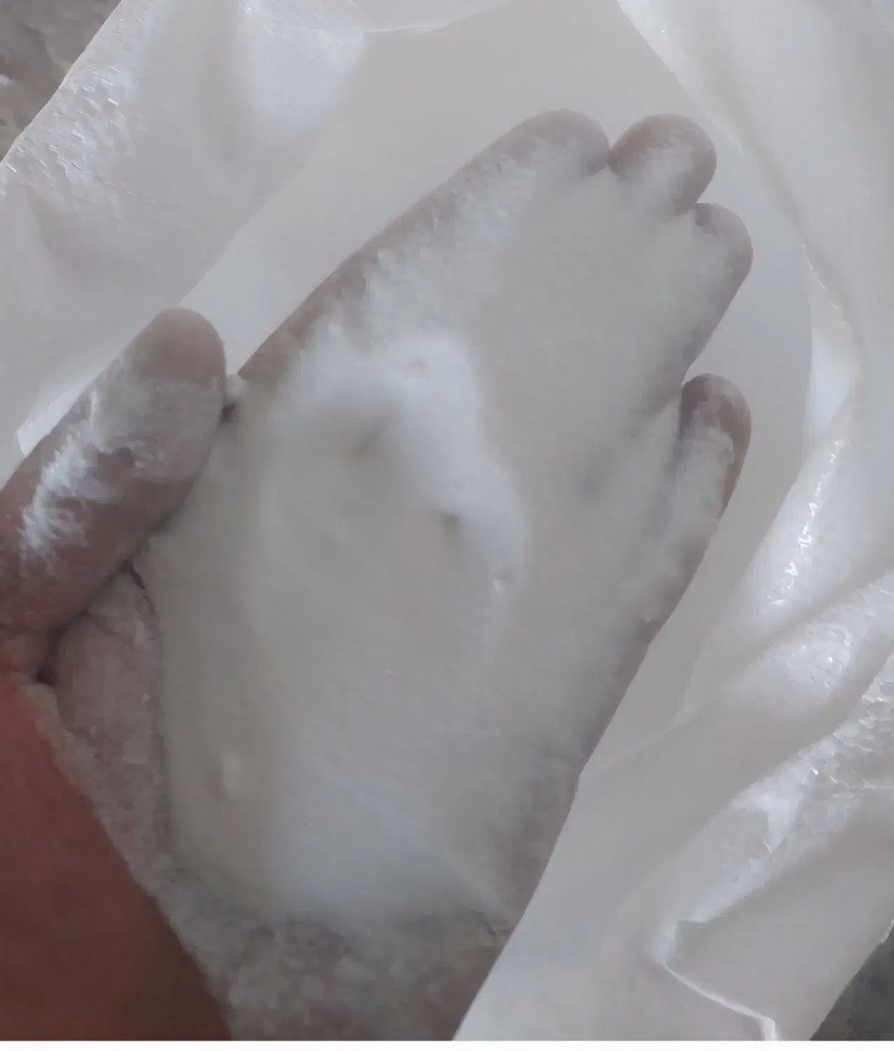 سولو پتاس|گل و گیاه طبیعی|جلفا, |دیوار