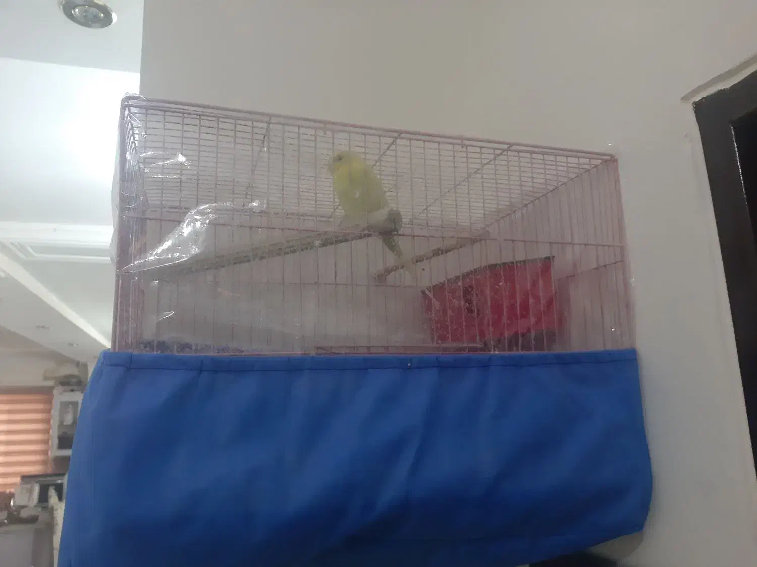 مرغ عشق جوان ماده ۱۵۰|پرنده|رشت, نیکمرام|دیوار