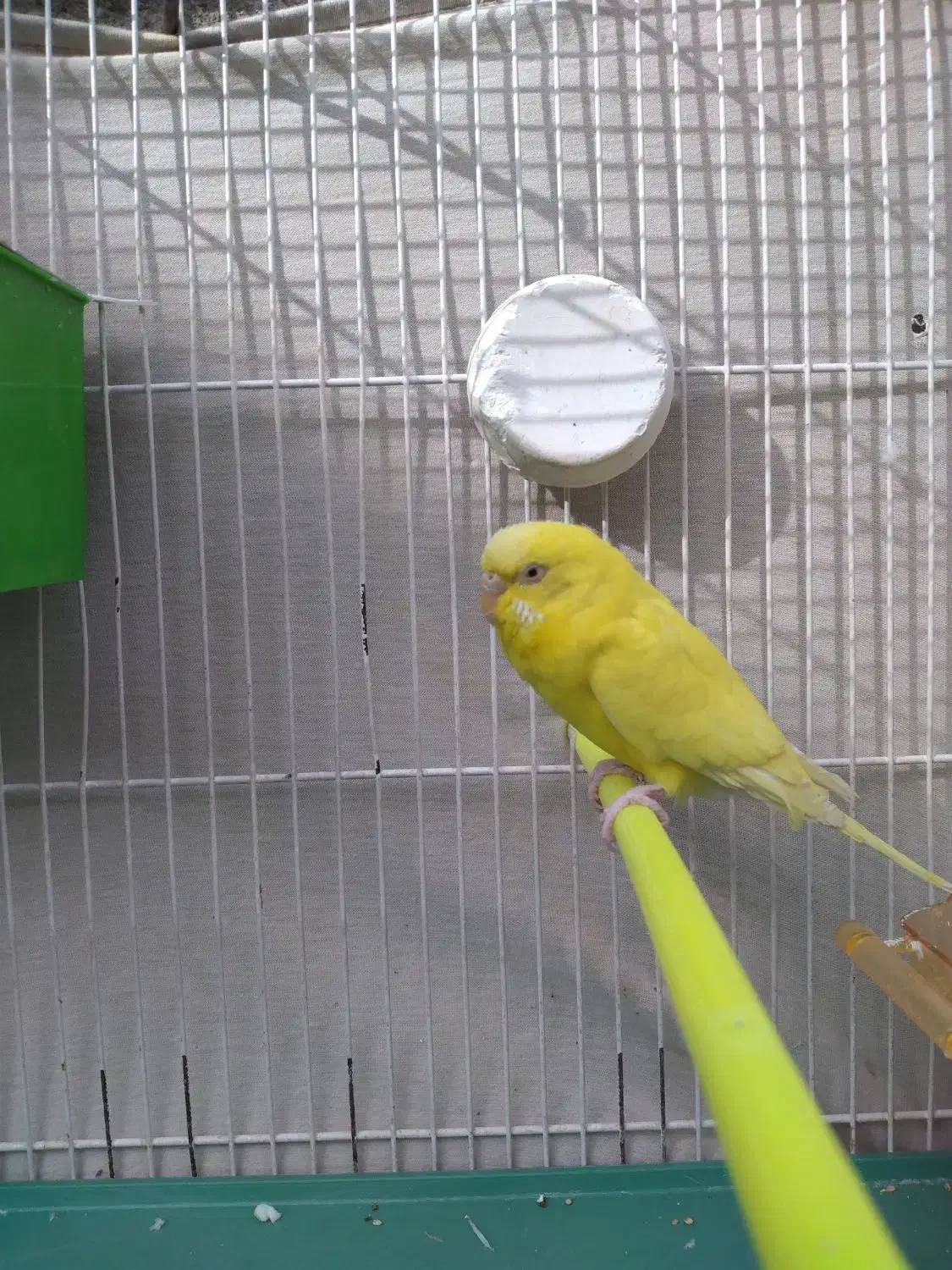 جفت مرغ عشق لوتینو و آلبینو چشم شرابی و فنج نرگسی|پرنده|مشهد, نیزه|دیوار