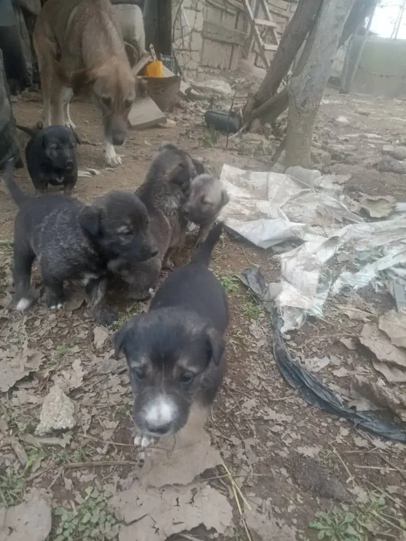 سگ گله و نگهبان (سگ تالشی)|سگ|طاهرگوراب, |دیوار