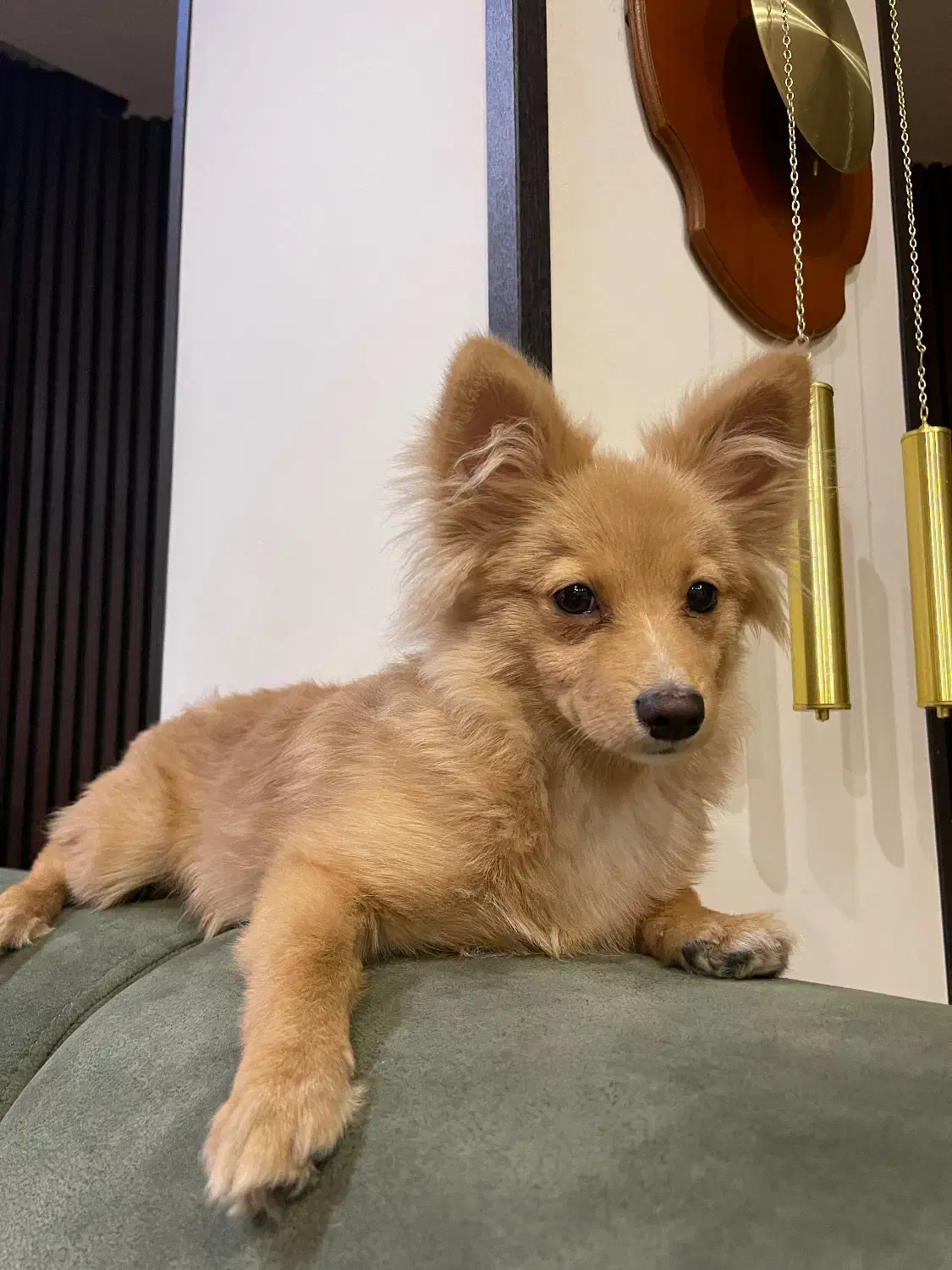 سگ پامرین گرگی|سگ|کرج, عظیمیه|دیوار