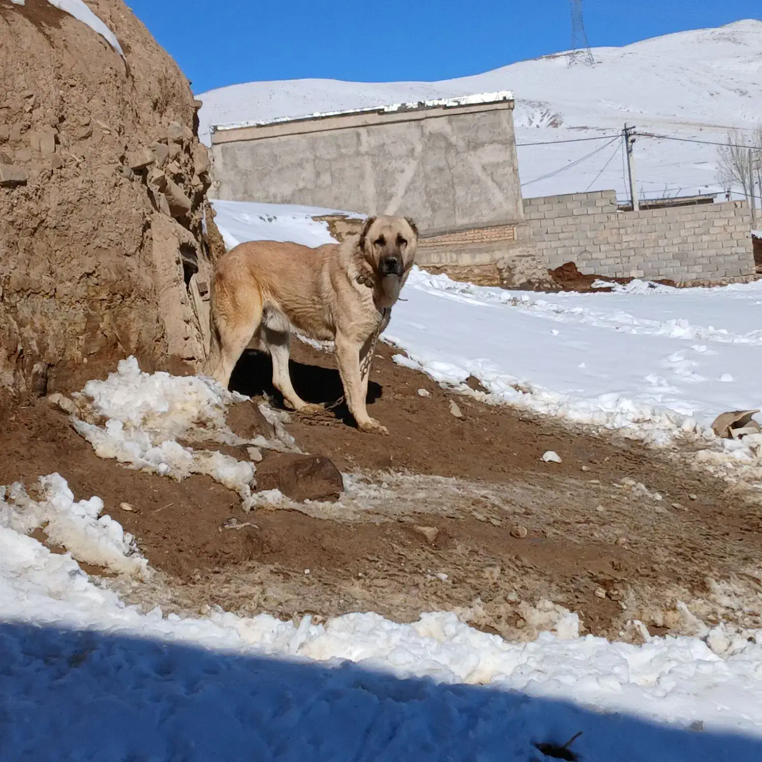 واگذاری سگ|سگ|خواجه, |دیوار