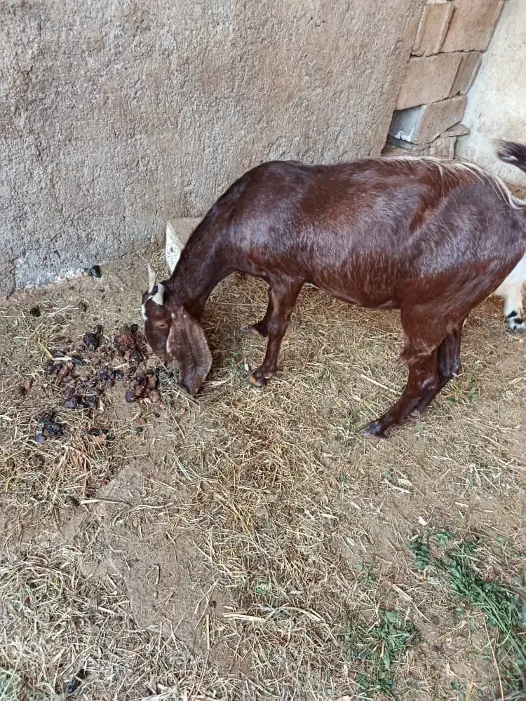 دوعددبز دو وسه قلوزا|حیوانات مزرعه|جم, |دیوار