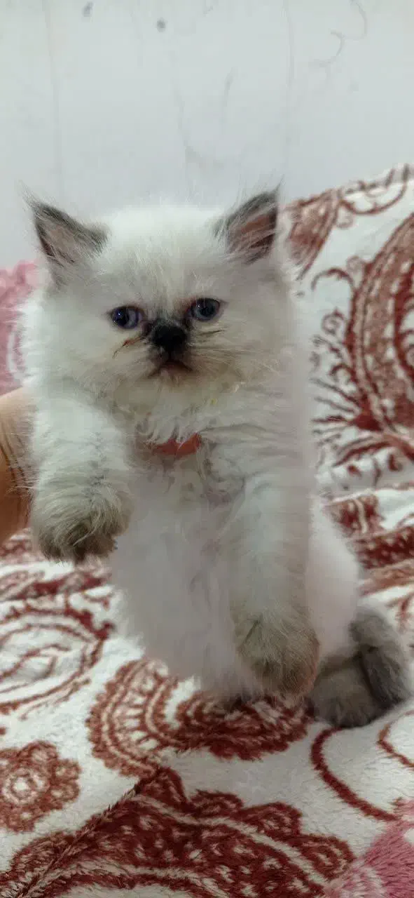 بچه گربه4ماهه نژادپرشین وبریتیش|گربه|تربتحیدریه, منصوریه|دیوار