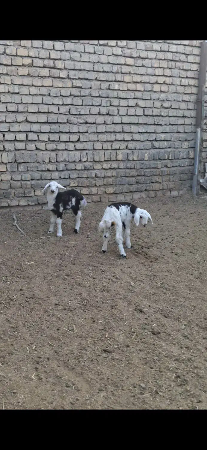 قوچ پلنگی|حیوانات مزرعه|بروجرد, |دیوار