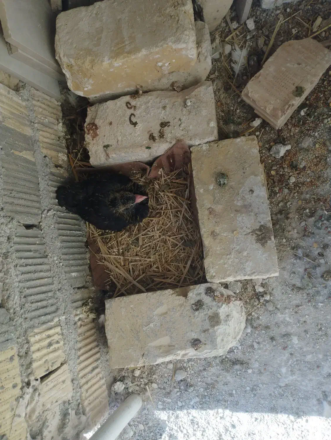 6تا کفتر 1000|پرنده|مرودشت, شهرک مهدیه|دیوار