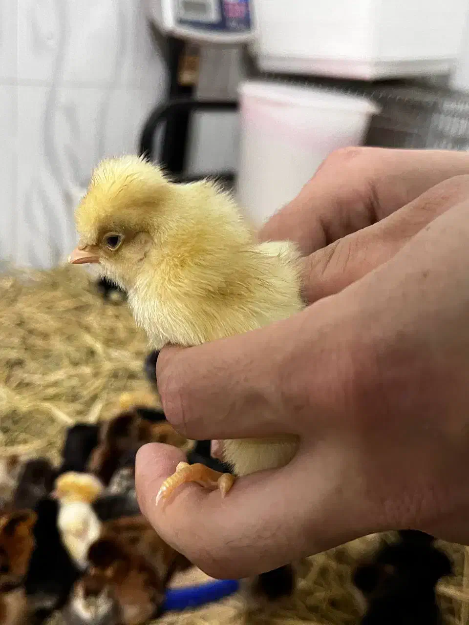 جوجه محلی جوجه کاکلی جوجه گردن لخت|حیوانات مزرعه|آستارا, |دیوار