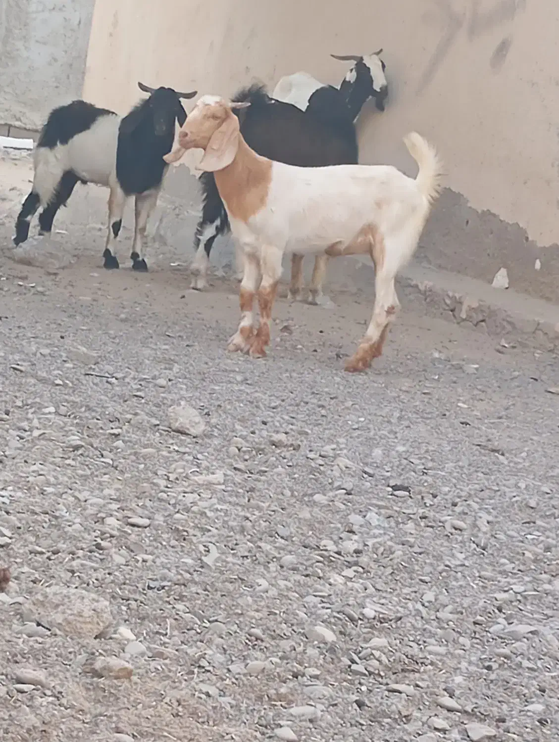 فروش دو بز نر و ماده جوان|حیوانات مزرعه|چابهار, |دیوار