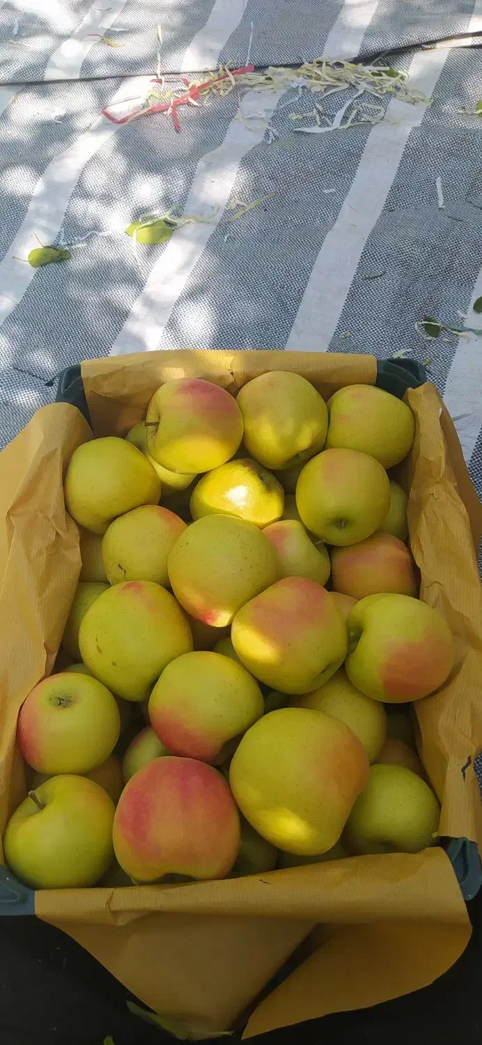 سیب ممتاز در سردخانه ۶۵تن|عمدهفروشی|زنجان, |دیوار