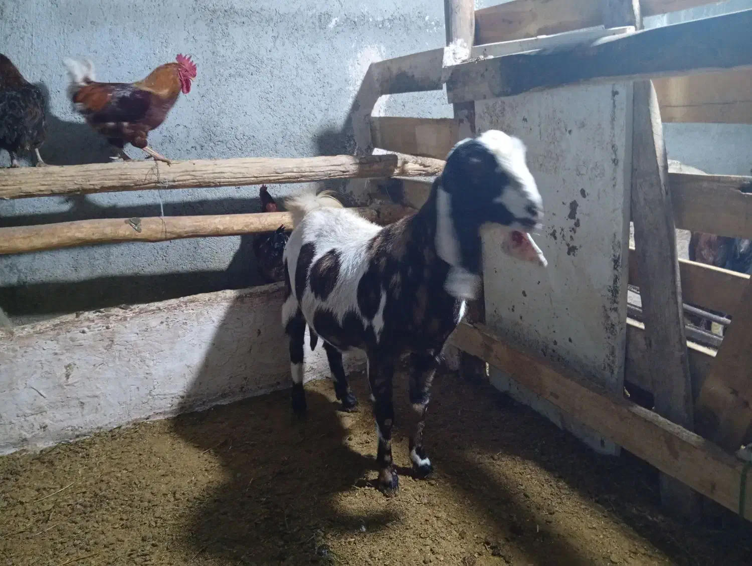 بز پاکستانی|حیوانات مزرعه|زاوه, |دیوار