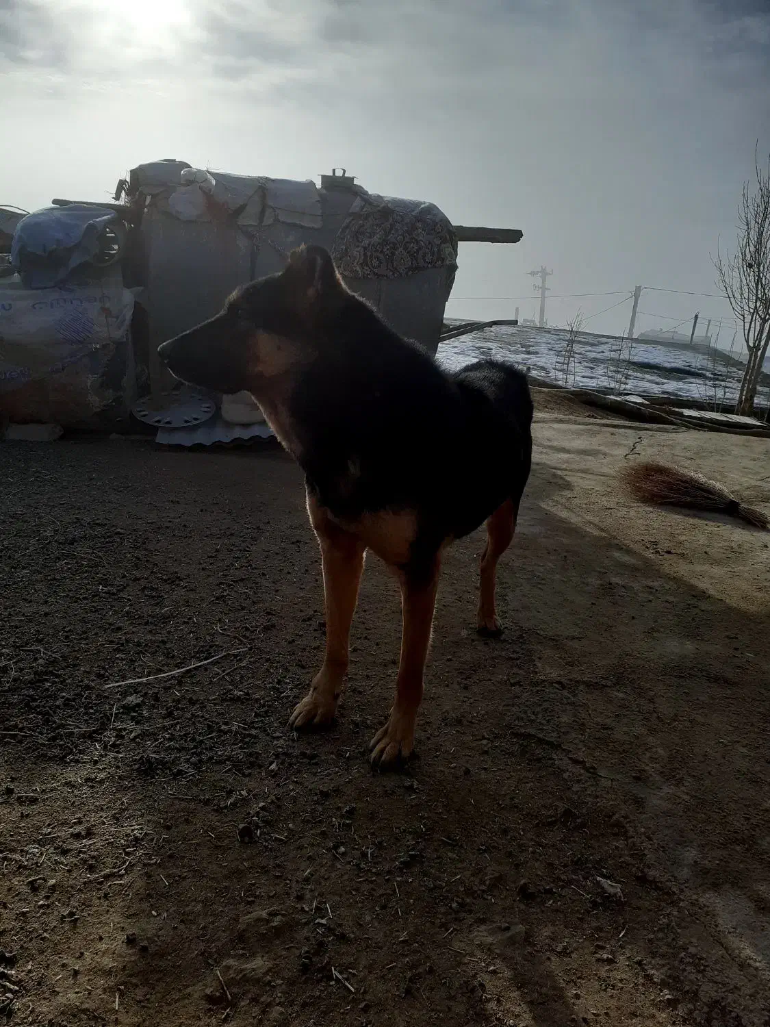 سگ ژرمن|سگ|اسدآباد, |دیوار