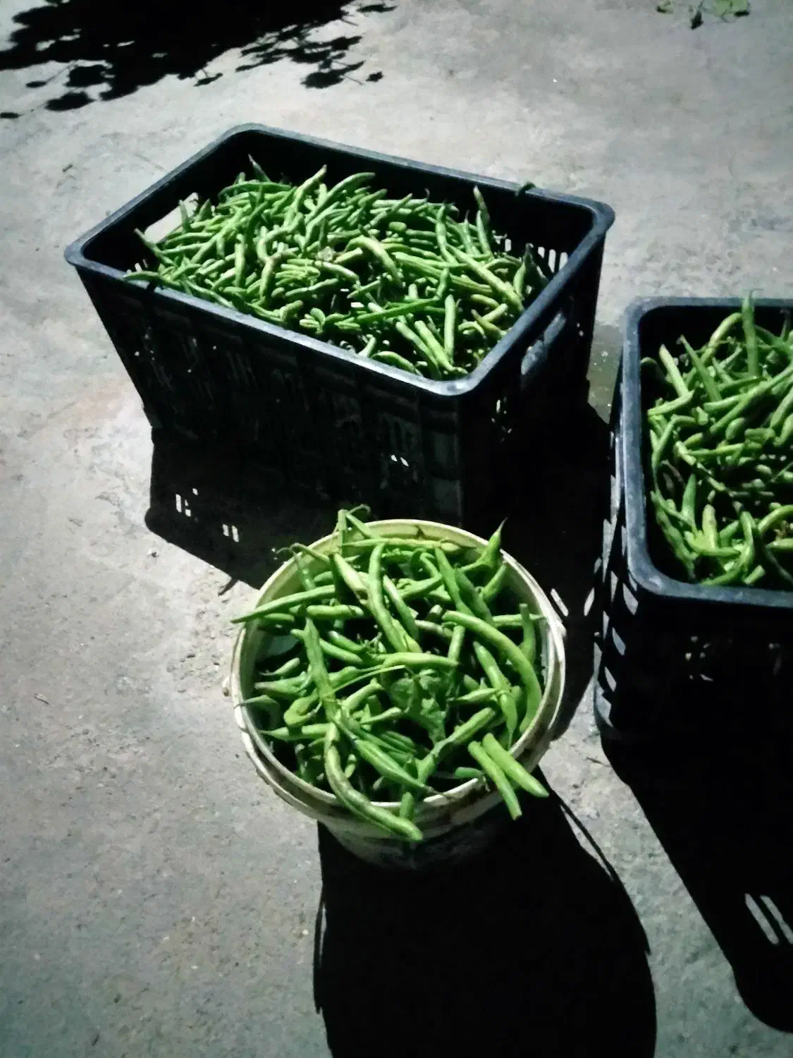 لوبیا سبز تازه چین|خوردنی و آشامیدنی|نوکنده, |دیوار