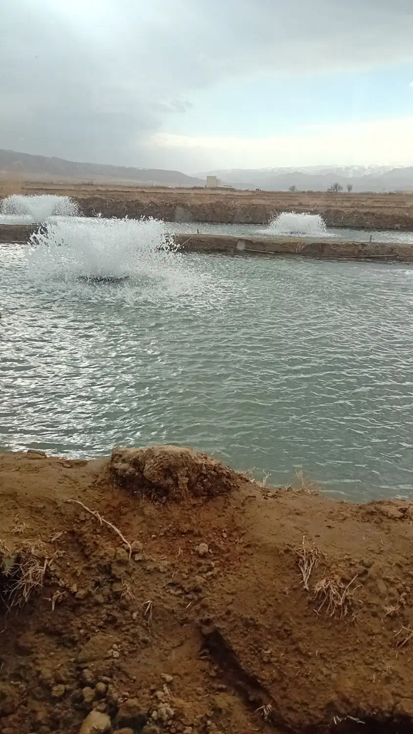 فروش‌ماهی‌قزل‌آلا|ماهی|انگوران, |دیوار