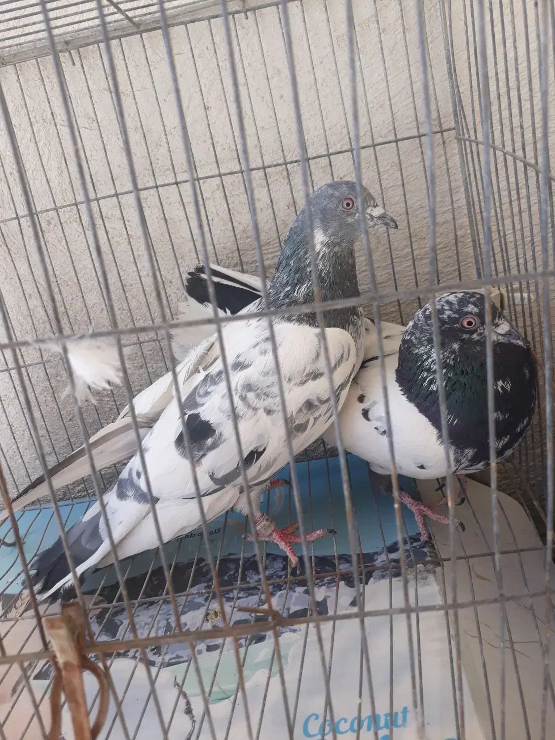 دوجفت پاکستانی عطیقه|پرنده|سراوان, |دیوار