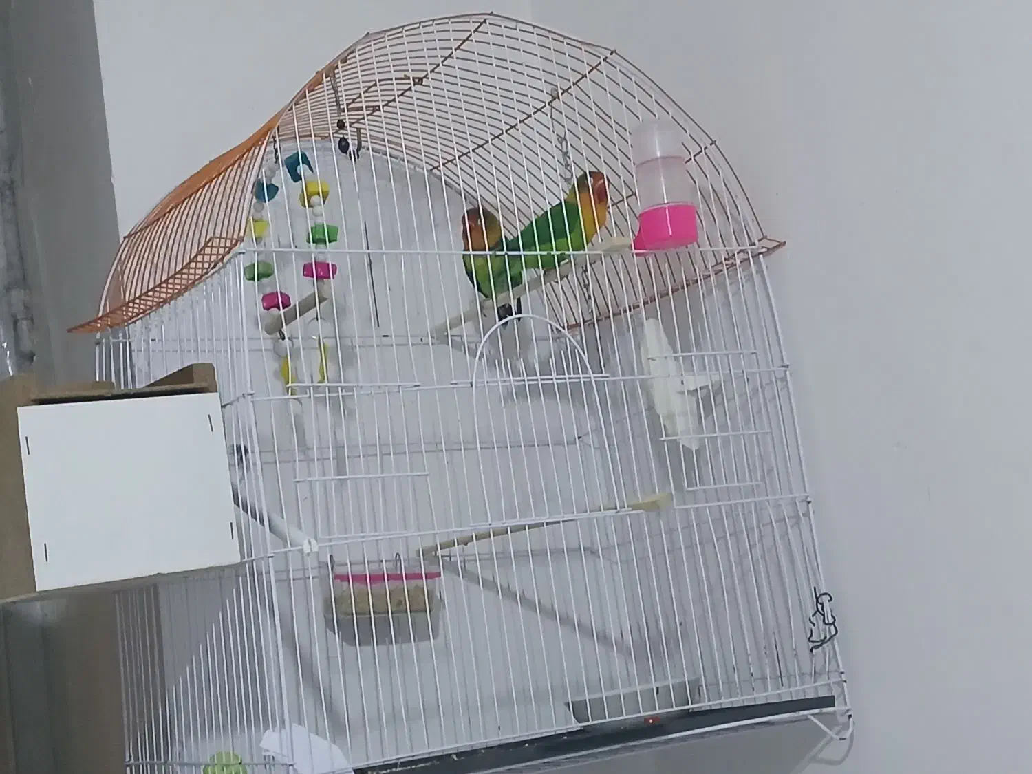 طوطی برزیلی|پرنده|ارومیه, |دیوار