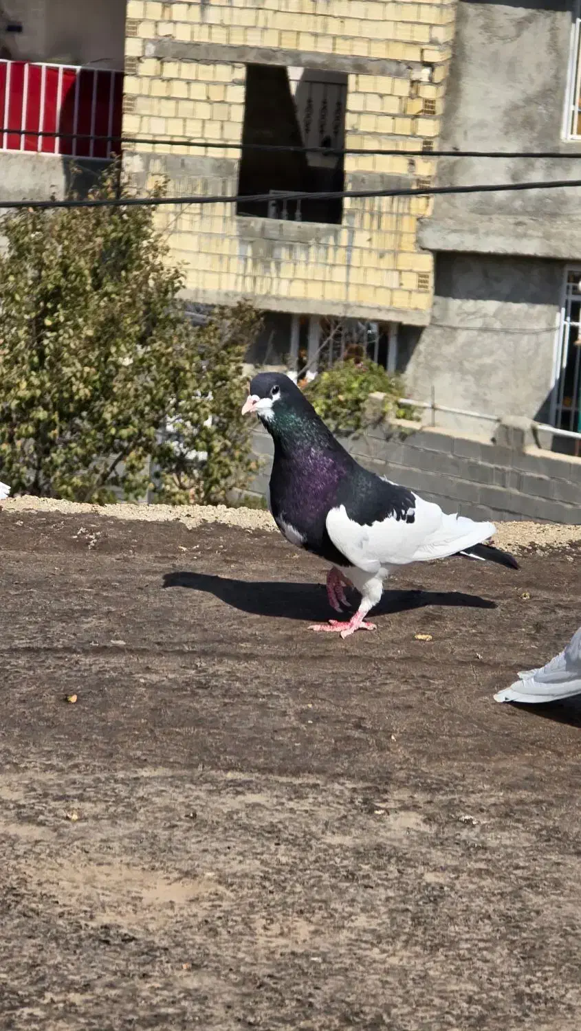 دم سفید وو شهری|پرنده|شیراز, میرزاکوچک خان|دیوار