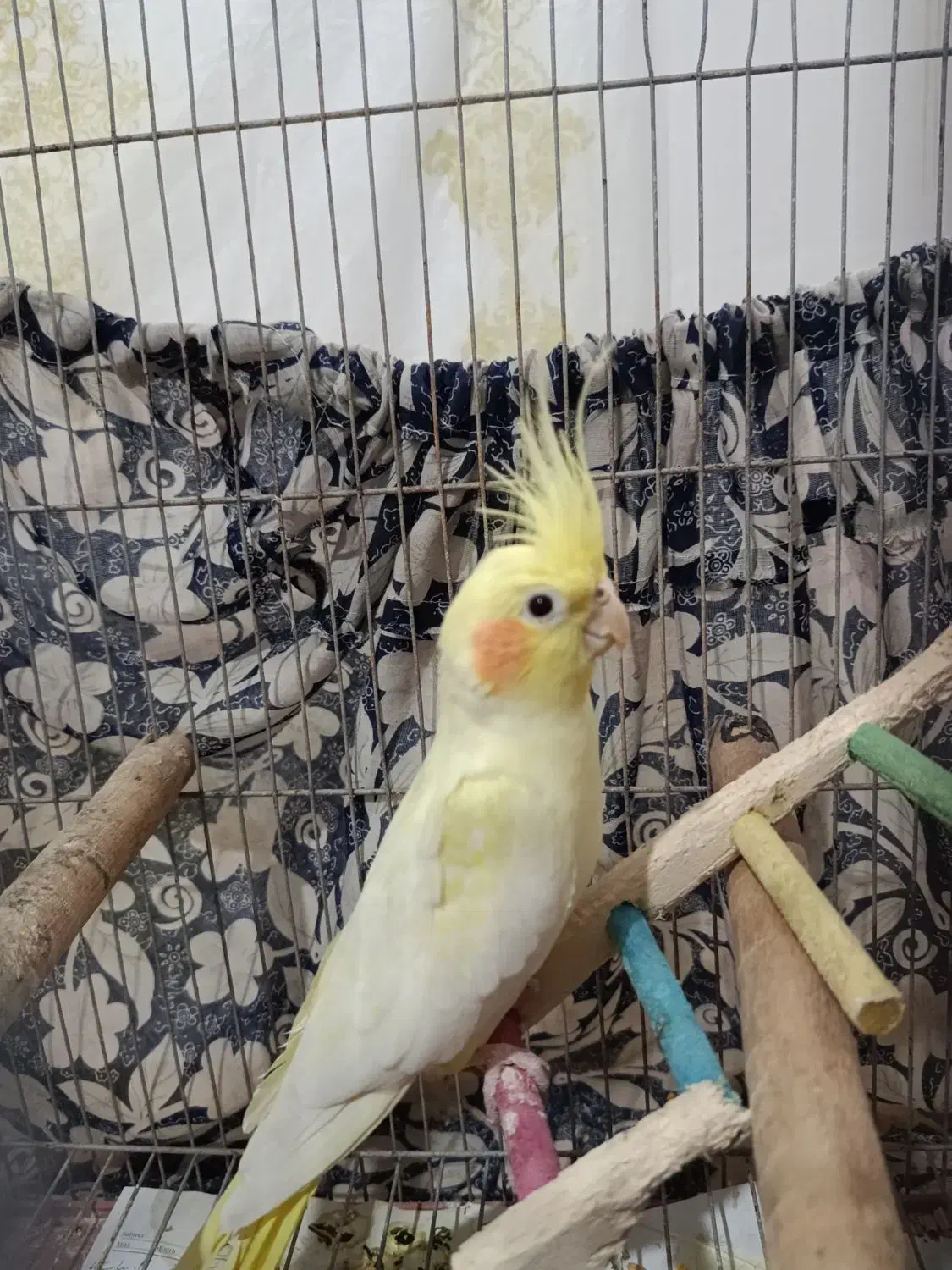 فروش جفت عروس هلندی کار داده بندر لنگه|پرنده|بندرلنگه, |دیوار