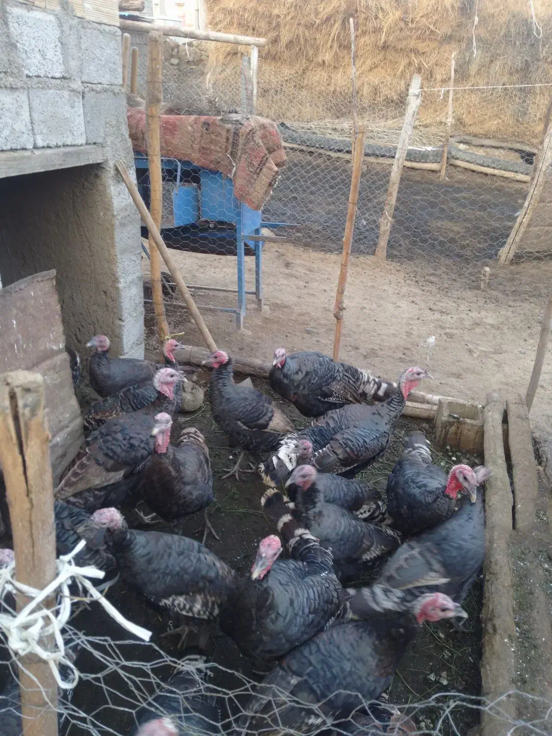 فروش بوقلمون|حیوانات مزرعه|انگوت, |دیوار