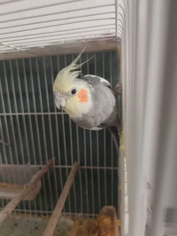 عروس هلندی|پرنده|نیشابور, شهرک اندیشه|دیوار