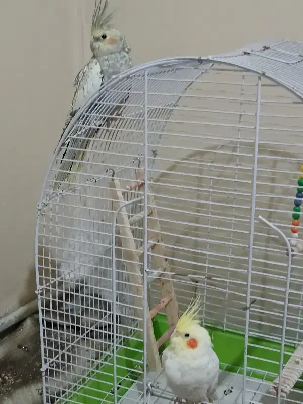 عروس هلندی|پرنده|شیراز, دشت چنار|دیوار