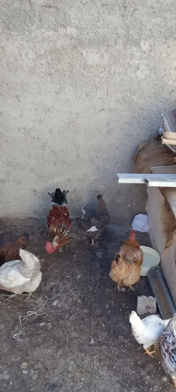 خروس ومرغ گلین تخم گذار|حیوانات مزرعه|کرج, گلدشت|دیوار