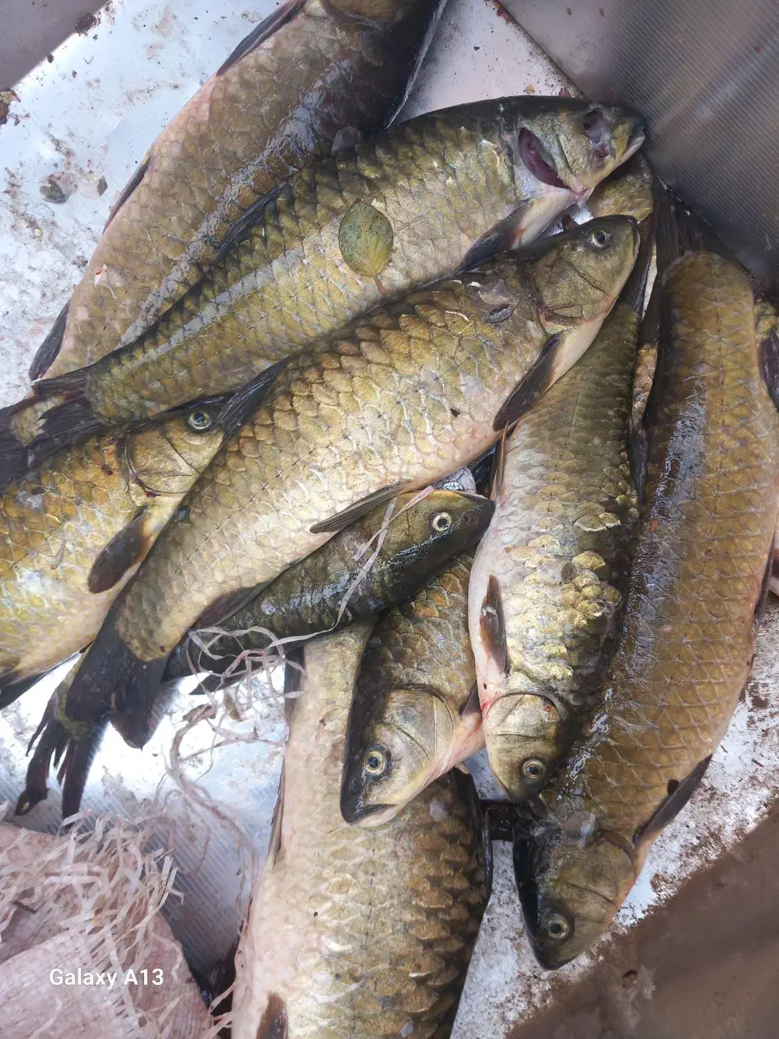 فروش ماهی|ماهی|شادگان, |دیوار