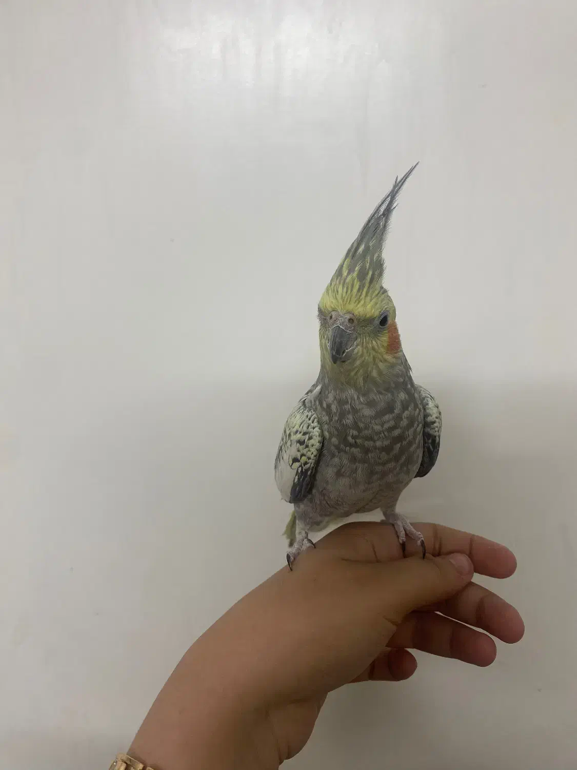 عروس هلندی نر صحیح و سالم|پرنده|تهران, شهرک بعثت|دیوار