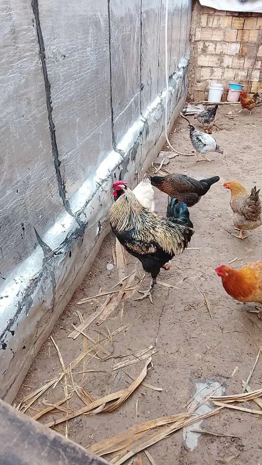 خروس صابونی|حیوانات مزرعه|قزوین, |دیوار