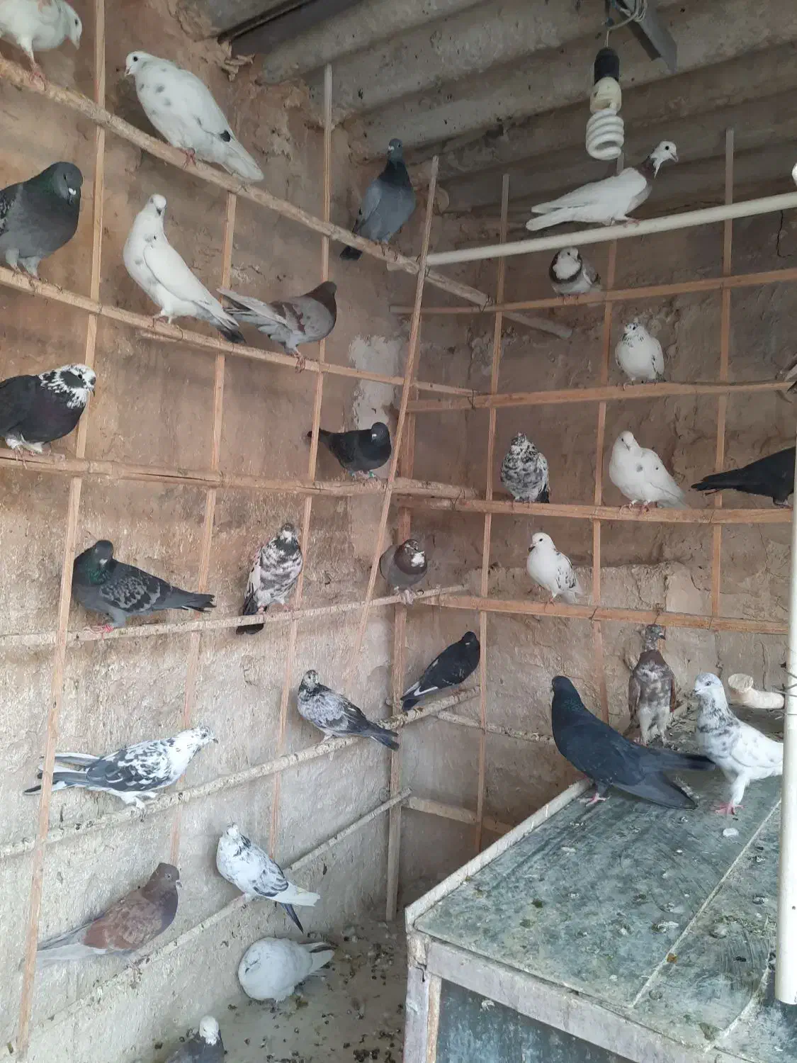 ۳۵ عدد یک‌جایی نر و ماده جوان  و قلمه|پرنده|تهران, شیوا|دیوار