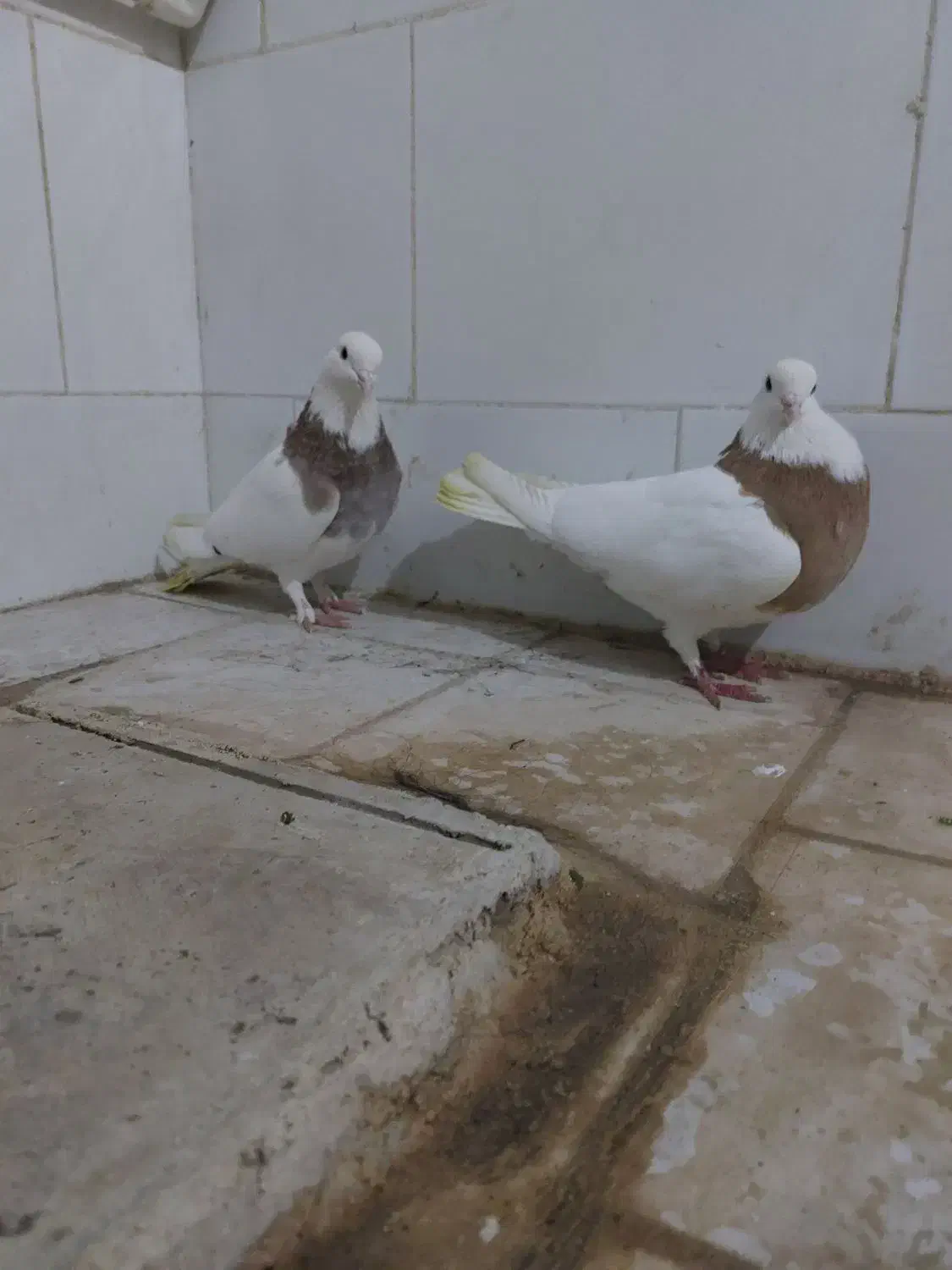 طوقی|پرنده|قم, میدان نو|دیوار