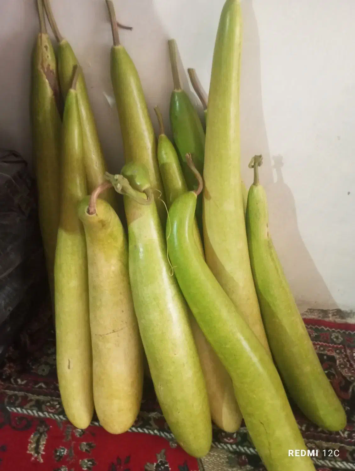 کدونی قلیانی|گل و گیاه طبیعی|تربتحیدریه, دیزقند|دیوار