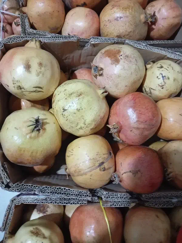 انار|عمدهفروشی|لوشان, |دیوار