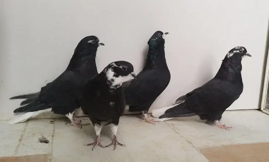 کبوتر دم سفید|پرنده|فولادشهر, A2|دیوار