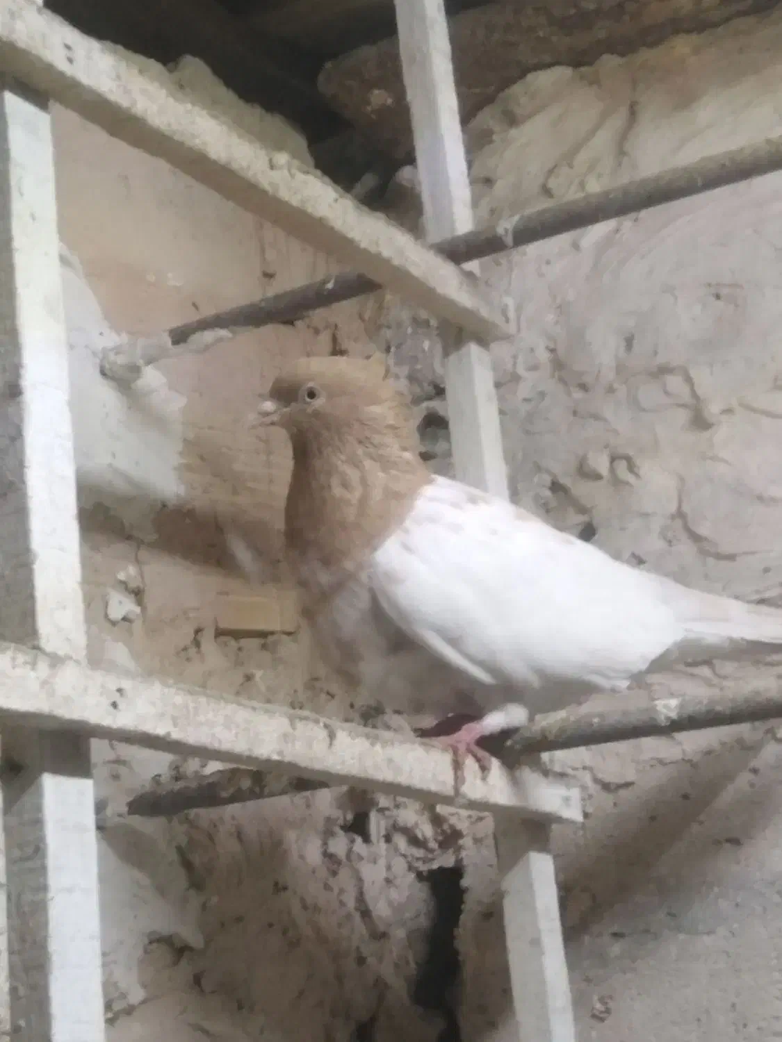 کفتر پرشی|پرنده|مشهد, سمزقند|دیوار