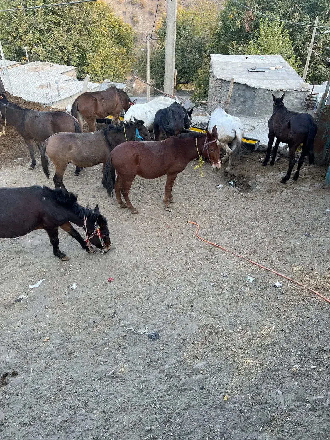 قاطر|حیوانات مزرعه|آرمرده, |دیوار