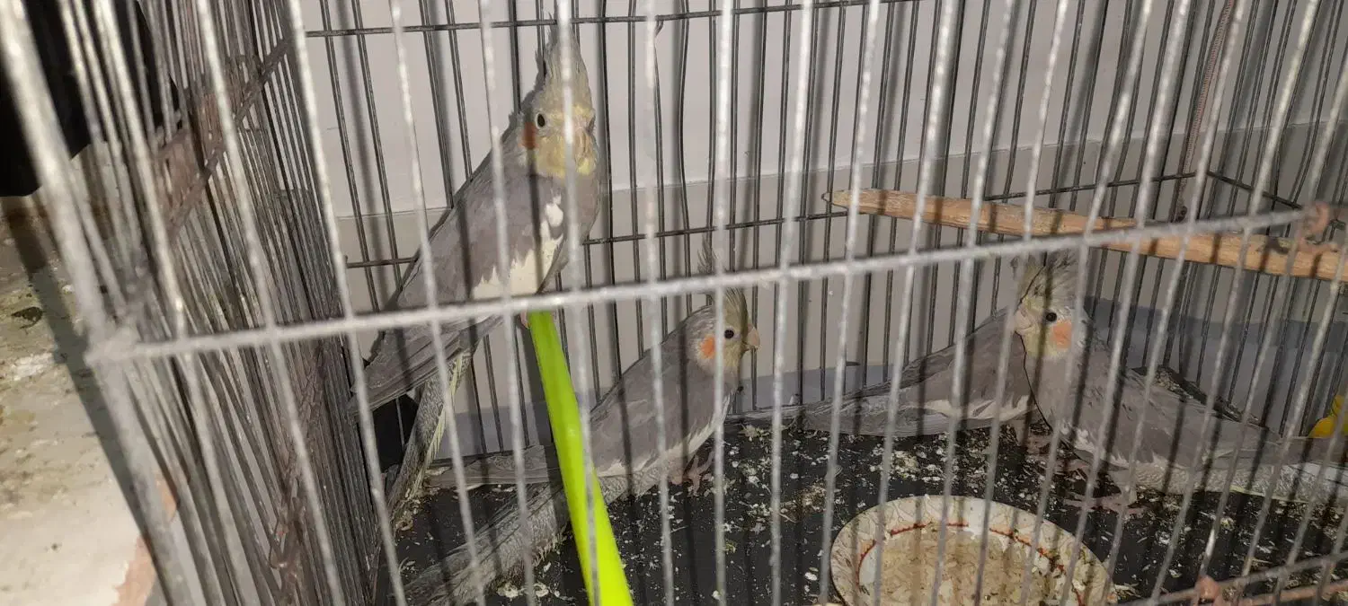 عروس هلندی ۵ماهه|پرنده|بجستان, |دیوار