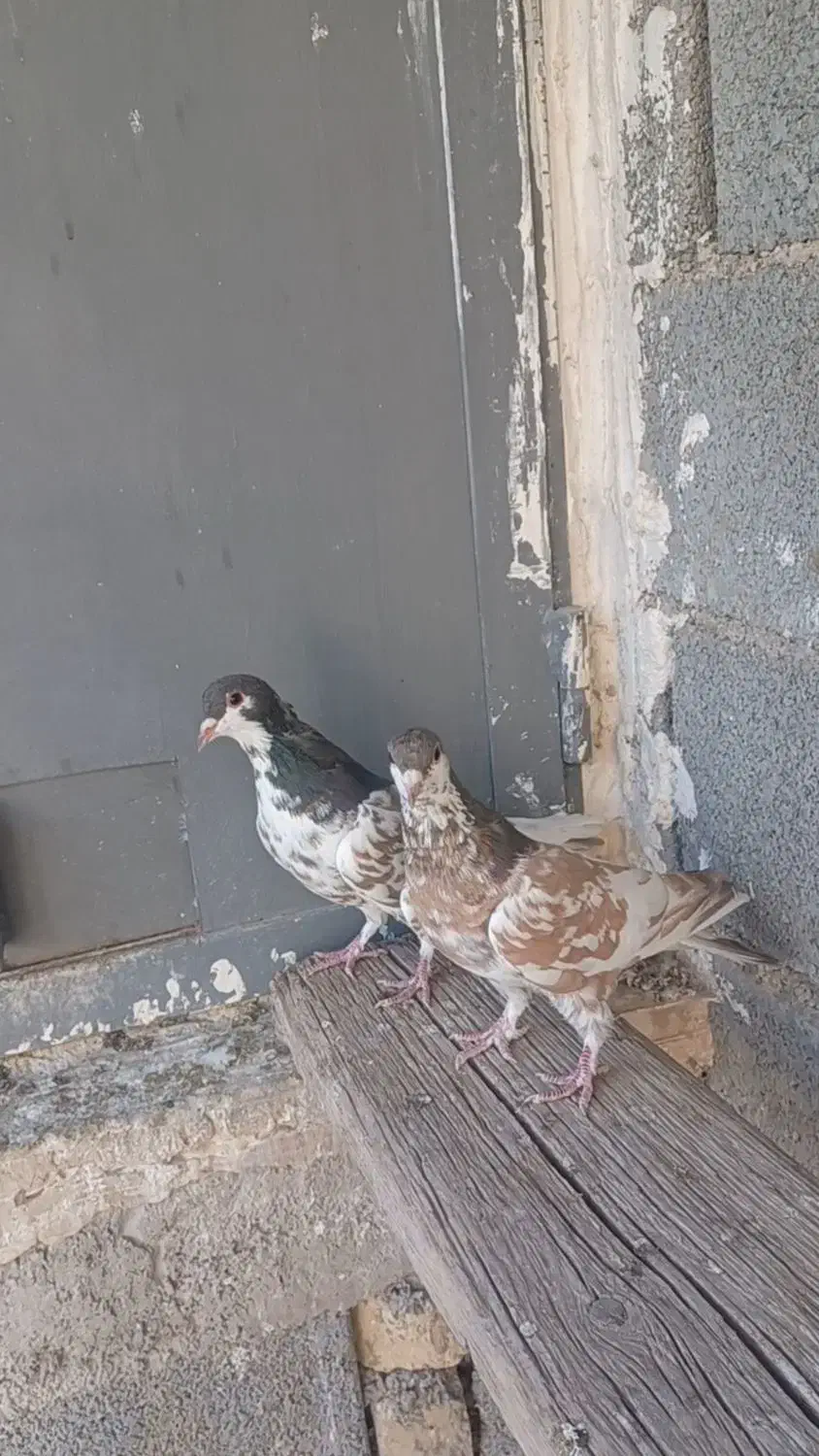 یال قهوه ای گلزرد|پرنده|کوه چنار, |دیوار