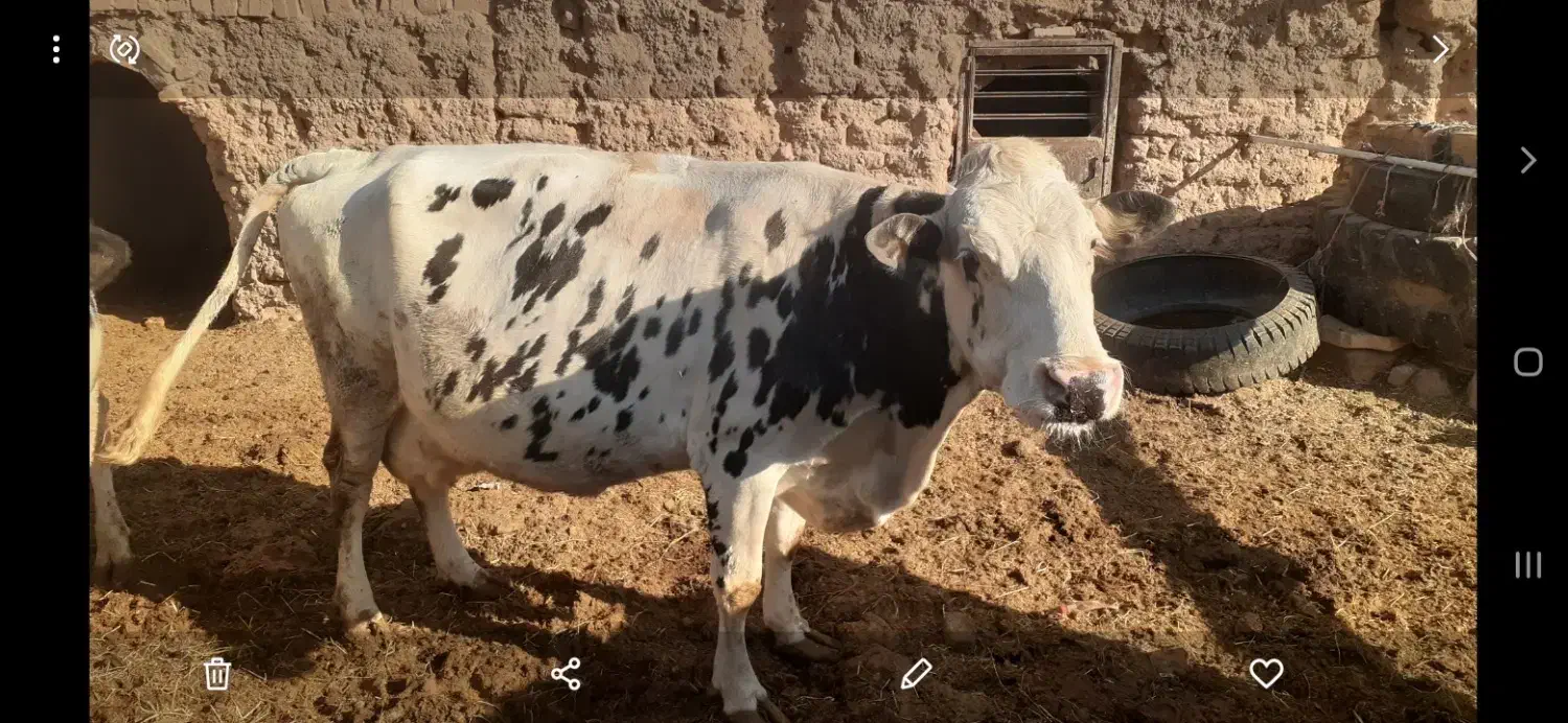 فروشی|حیوانات مزرعه|سرایان, |دیوار