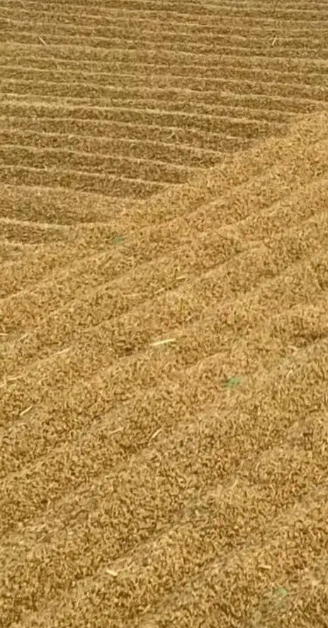 برنج کامفیروزی اصل|خوردنی و آشامیدنی|کامفیروز, |دیوار