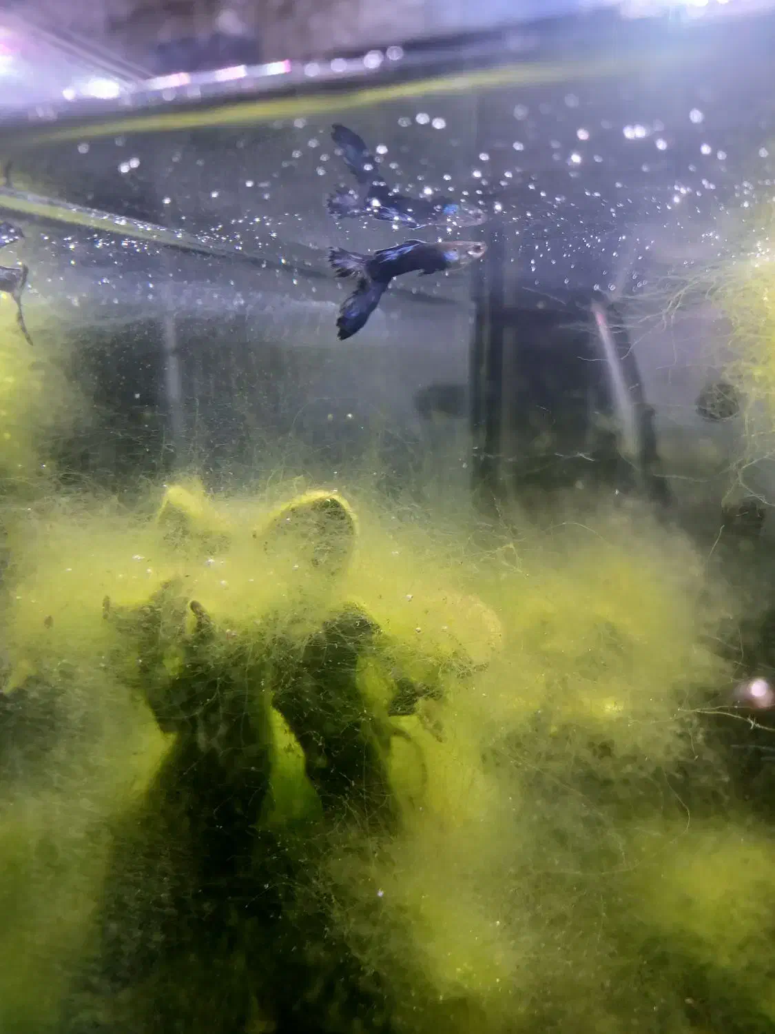 ماهی گوپی . واگذاری|ماهی|فولادشهر, A1|دیوار