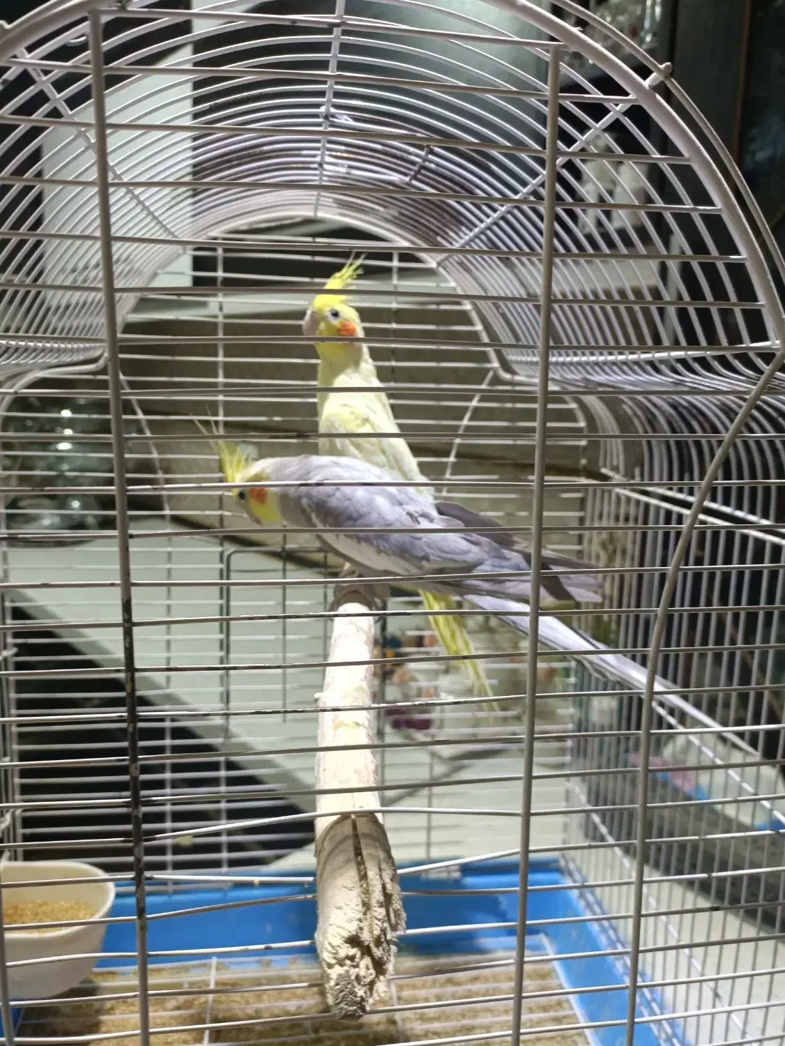 عروس هلندی مولد|پرنده|آبسرد, |دیوار