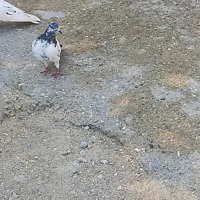 کورزین|پرنده|قشم, |دیوار