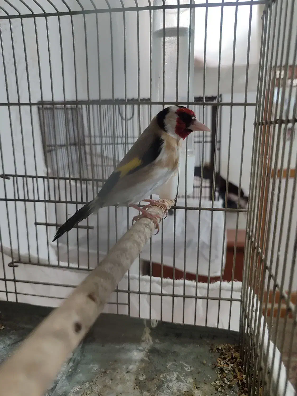 سهره نر خال حلب درجه یک|پرنده|خرمآباد, |دیوار