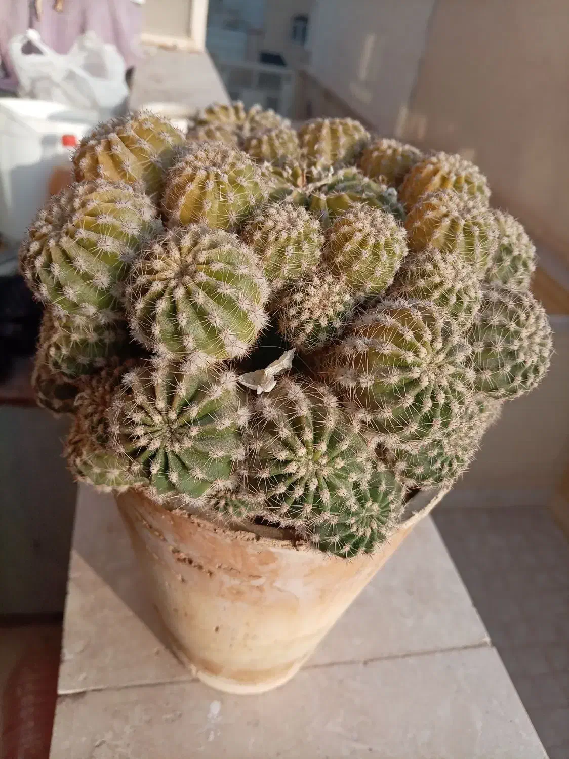 گل کاکتوس، گندمی، یخی|گل و گیاه طبیعی|شاهینشهر, شهرک ردانی پور|دیوار