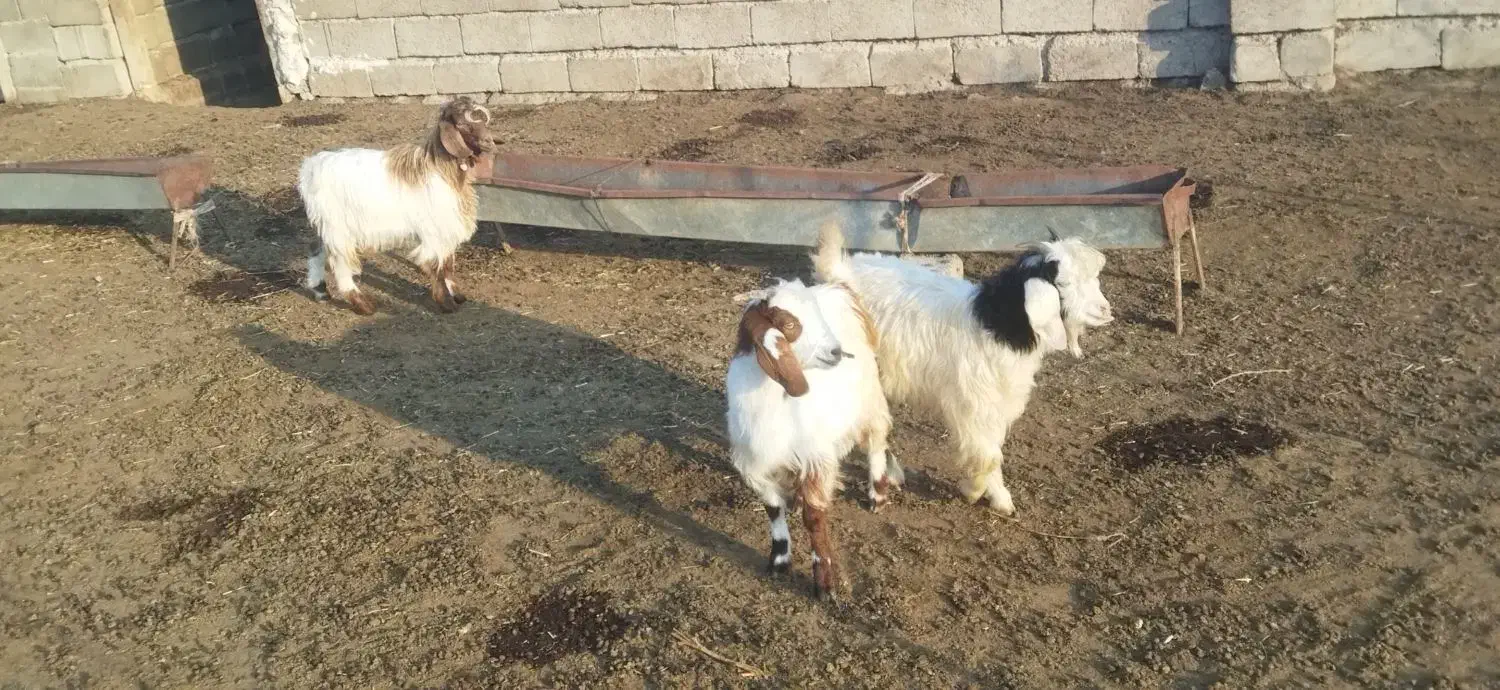 بزغاله|حیوانات مزرعه|اصلاندوز, |دیوار