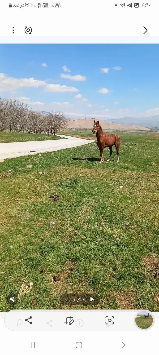 اسب عرب....|اسب و تجهیزات اسب‌سواری|کرمانشاه, |دیوار