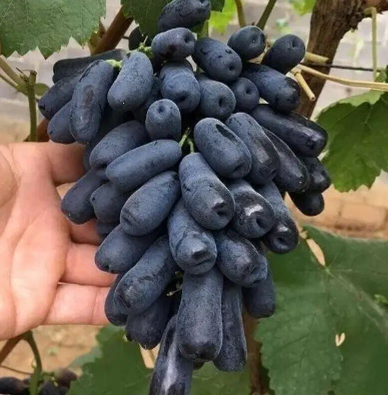 فروش نهال با تمامی ارقام ها|خدمات باغبانی و درختکاری|جلفا, |دیوار