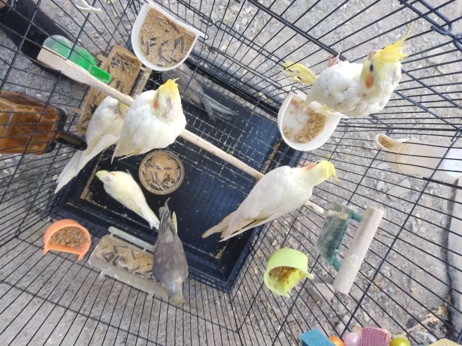 جوجه عروس هلندی|پرنده|مشهد, ویلاشهر|دیوار